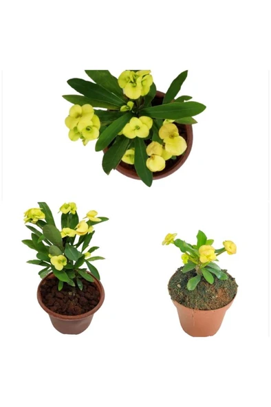 Sarı Dikenler Tacı Fidanı 10-20 cm 1 Adet - Resim 2