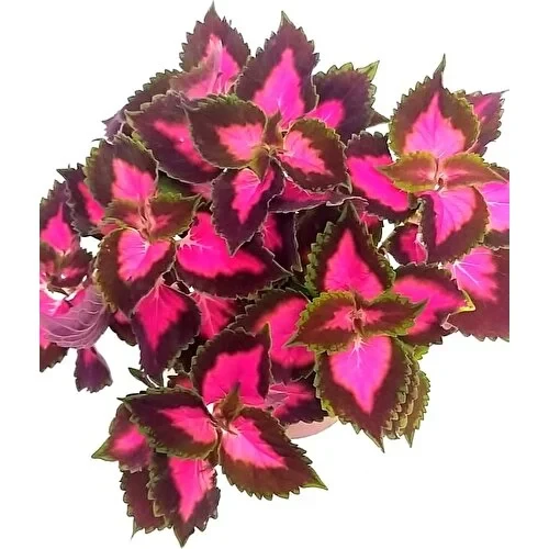 Yaprak Güzeli, Kolyos Çiçeği Fidanı Kolyoz 10-20 cm ürün görseli