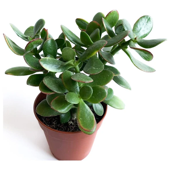 Crassula Ovata - Para Çiçeği Fidanı 10-20 cm - Resim 3