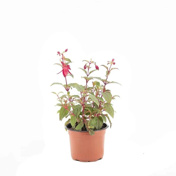 Mini Saksıda 2 Adet Küpeli Çiçeği Fidesi Karışık Renk 10-20 cm - 5