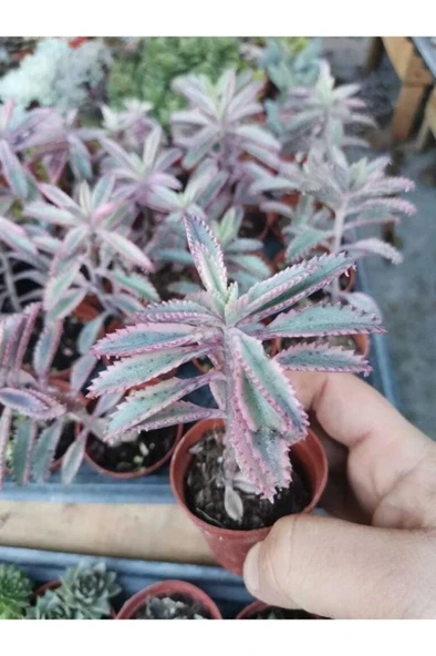 Kalanchoe Aşkın Gözyaşı Fidanı Pembe Sukulent Boy 10-20 Cm