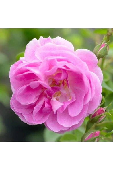 Isparta Gülü Fidanı Pembe Renk Ve Kokulu 10-20 cm - Resim 3