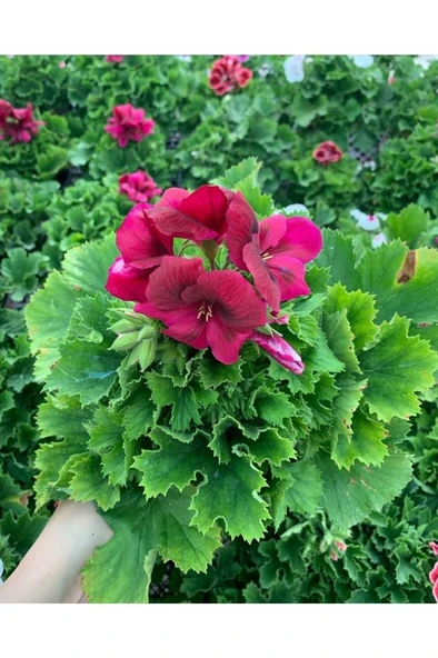 Ceylan Gözü Sardunya Fidanı Koyu Kırmızı 10-20 cm ürün görseli