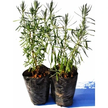 Lavanta Lavandula Angustifolia Fidanı 10-20 cm - Resim 2