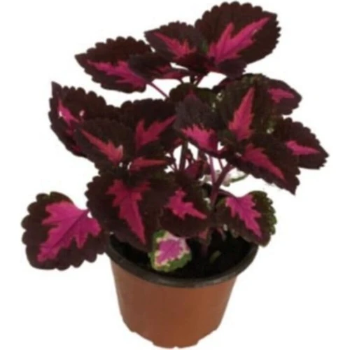 Yaprak Güzeli Kolyos Çiçeği Fidanı 10-20 cm - Resim 5