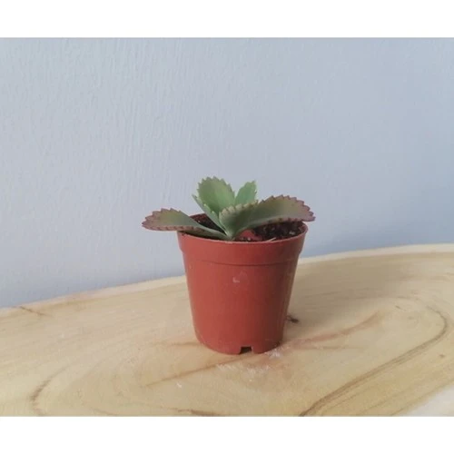 Aşkın Gözyaşı - Kalonche Daigremontiana Fidanı 10-20 cm - Resim 2