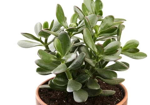 Para Ağacı Para Çiçeği Bereket Ağacı Fidanı Crassula Ovata 10-20 cm