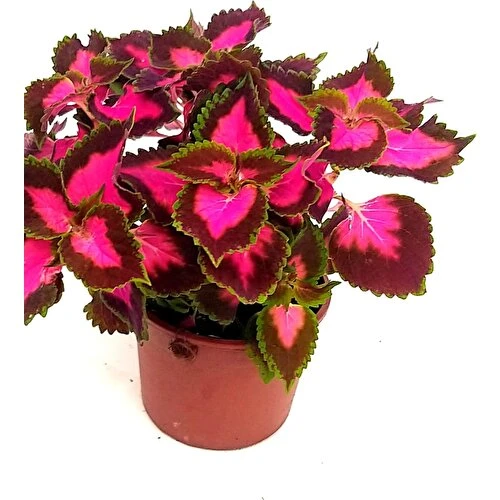 Yaprak Güzeli, Kolyos Çiçeği Fidanı Kolyoz 10-20 cm - Resim 5