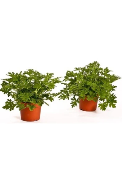 tır Gül Damlası Fidesi Fidanı 2 Adet 10-20 cm - 3