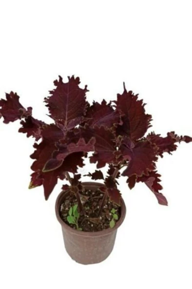 Yaprak Güzeli Çiçeği Fidanı Saksılı Mor 10-20 cm - Resim 2