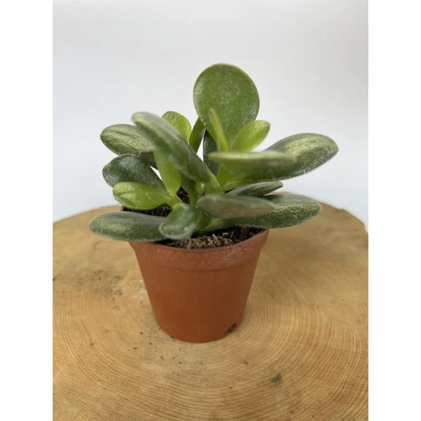 Para Çiçeği Fidanı Sukulent 10-20 cm - Resim 2