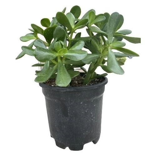 Crassula Ovata Para Çiçeği Bitkisi Fidanı 10-20 cm - Resim 3