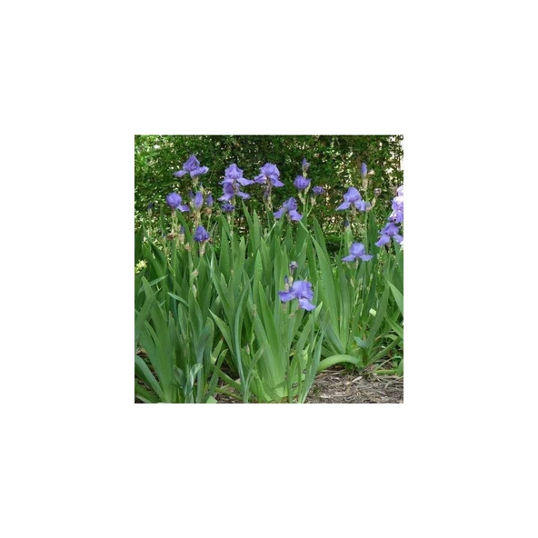 Kabristan Mezarlık Için 10 Lu Bitki Fidan Çiçek Seti 10-20 cm - 5