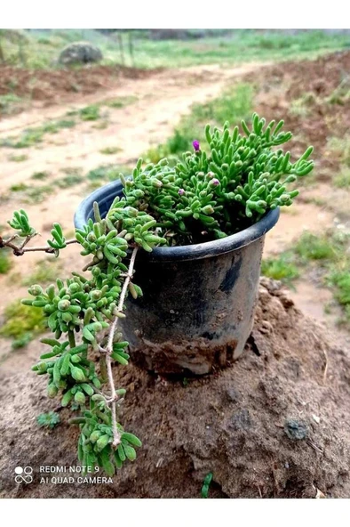 Yer Örtücü Acem Halısı Çiçeği Fidanı Canlı Çiçek 10-20 cm - Resim 2