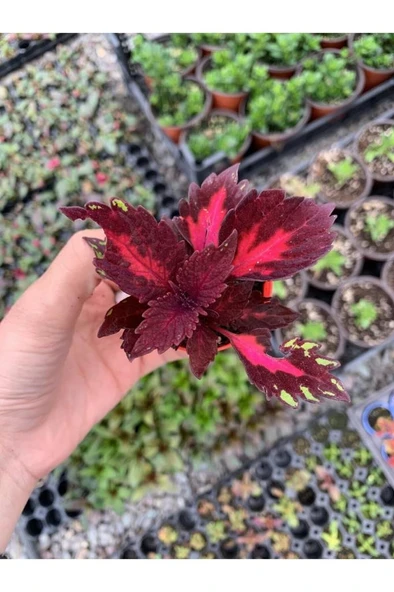 Yaprağı Güzel Kolyos Çiçeği Özel Renk 10-20 Cm ürün görseli