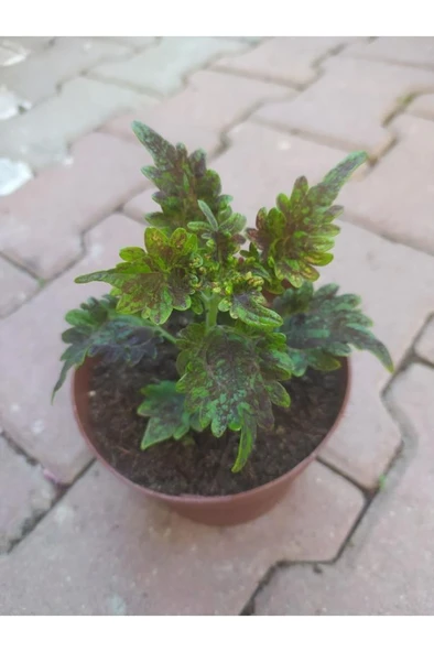Yaprak Güzeli Kolyos Fidanı Flower With Beautiful Leaves 10-20 cm - Resim 2