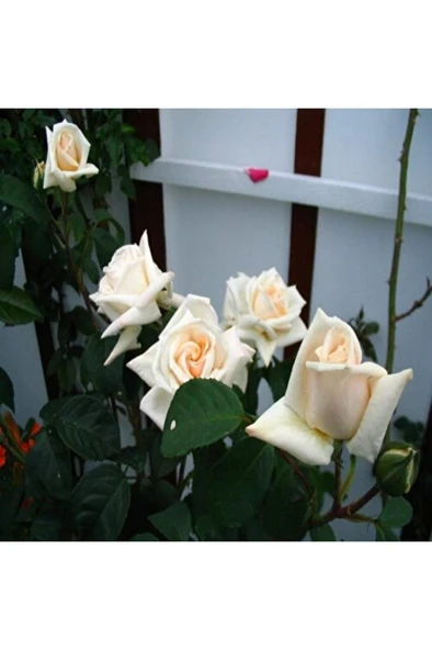 Yediveren Aşılı Beyaz Gül Fidan 5 Adet 10-20 cm - 2
