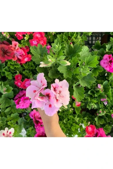 Ceylan Gözü Sardunya Fidanı Açık Pembe 10-20 cm