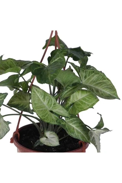 Melek Kanadı Çiçeği Ok Başı Sarmaşığı (syngonium) 10-20 cm - 2