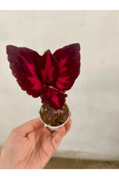 Kırmızı Bordo Renk Yaprak Güzeli Fidanı 1 Adet Saksılı 10-20 cm