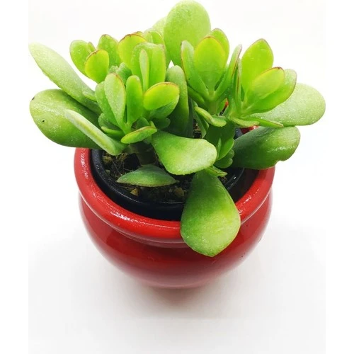 Crassula Ovata, Şans Para Ağacı Fidanı 10-20 cm
