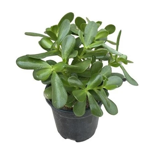 Crassula Ovata Para Çiçeği Bitkisi Fidanı 10-20 cm