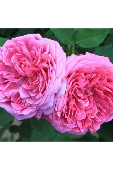 Isparta Gülü Rosa Damascena Fidanı 10-20 cm