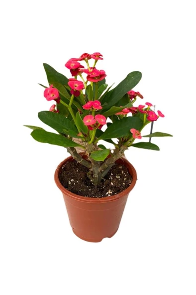 Orta Boy Dikenler Tacı Çiçeği Fidanı 10-20 cm - Resim 2