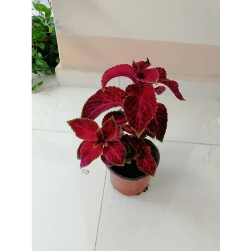 Kolyos Yaprak Güzeli Çiçeği Fidanı 10-20 cm ürün görseli