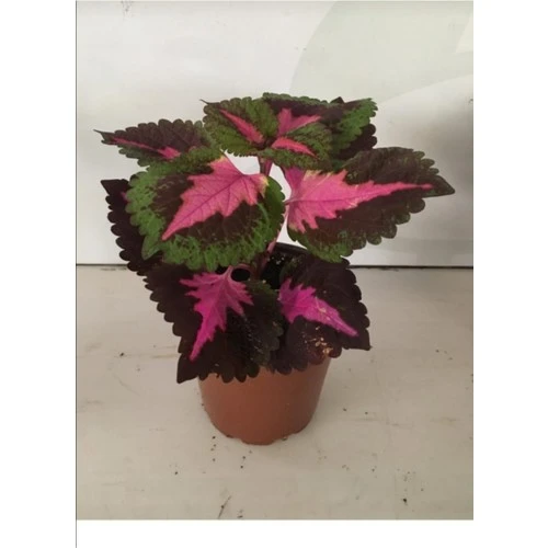 Yaprak Güzeli Çiçeği Kolyos Fidanı Saksıda 10-20 cm