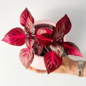 Iresine Herbstii çingene Şalvarı Çiçeği 10-20 cm - Resim 2