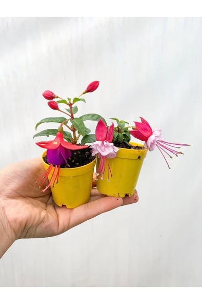 Mini Saksıda 2 Adet Küpeli Çiçeği Fidesi Karışık Renk 10-20 cm - 2