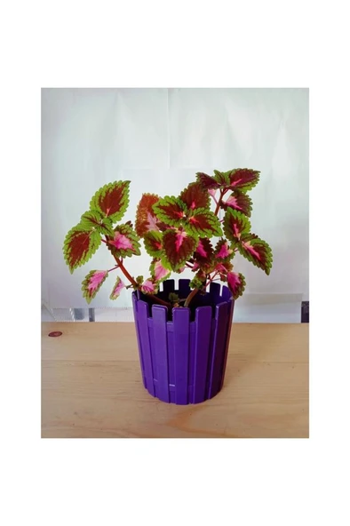 Yaprak Güzeli Fidanı Fidesi 10-20 cm - Resim 2