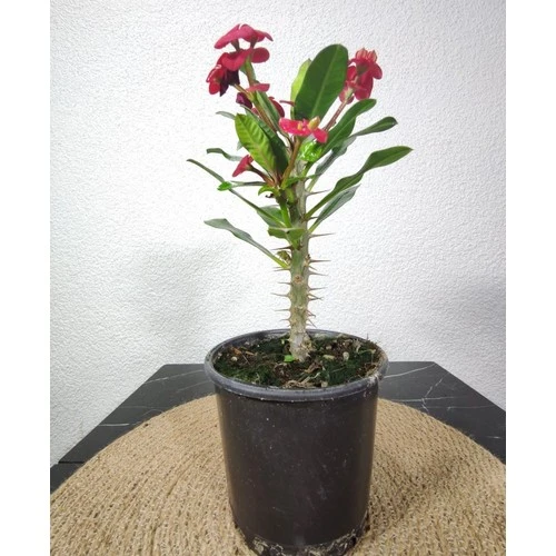 Efhorbia-Dikenler Tacı Çiçeği Fidanı Kırmızı 10-20 cm - Resim 3