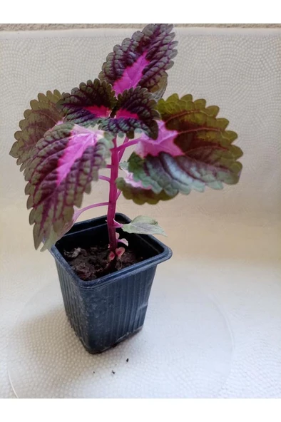 Yaprağı Güzel Kolyos Çiçeği Fidanı Özel Renk 10-20 Cm - Resim 2