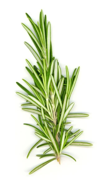 Biberiye Fidesi Fidanı 10-20 cm