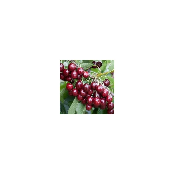 Açık Kök Napolyon Kiraz Fidanı 40-80 cm - 3