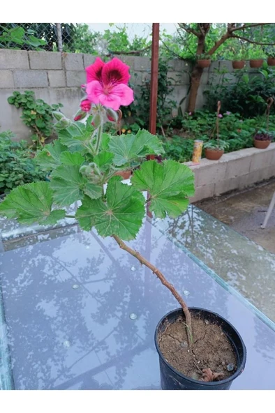 Ceylan Gözü Sardunya Fidanı Koyu Pembe 10-20 cm