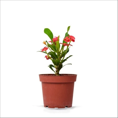 Eforbia Dikenler Tacı Fidanı Kırmızı 10-20 cm ürün görseli