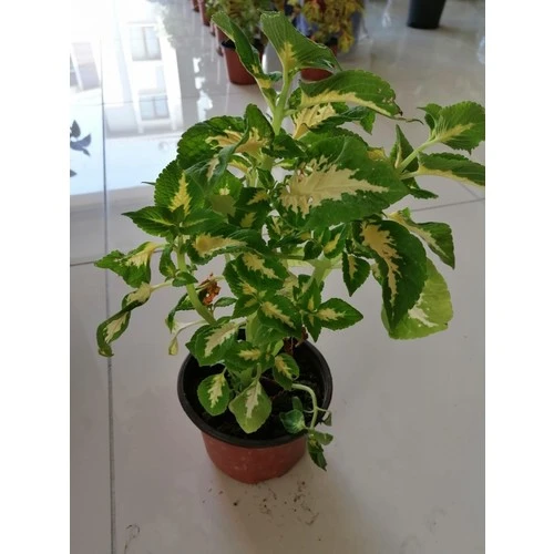 Yaprak Güzeli Çiçeği Saksıda Kolyos 10-20 cm ürün görseli