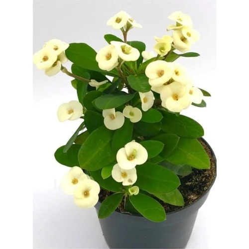 Dikenler Tacı Fidanı Beyaz Sarı 10-20 cm