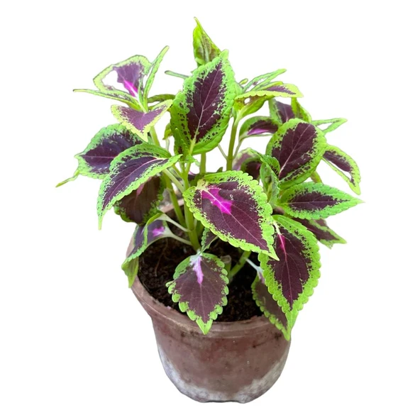 Yaprak Güzeli Kolyos Fidanı Flower With Beautiful Leaves 10-20 cm - Resim 4