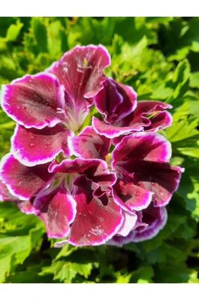 Ceylan Gözü Sardunya Fidanı Mor 10-20 cm ürün görseli