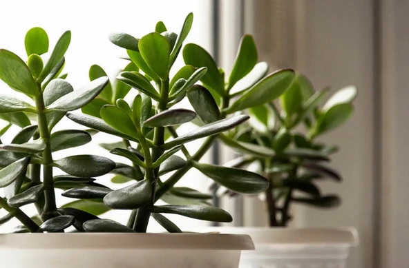 Para Ağacı Para Çiçeği Bereket Ağacı Fidanı Crassula Ovata 10-20 cm - 4
