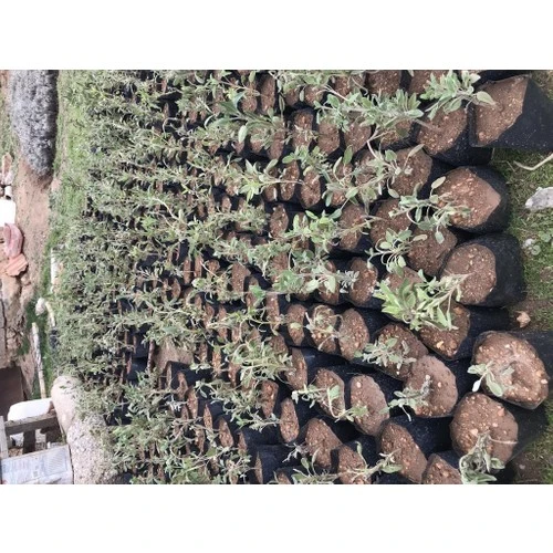 Kokulu Adaçayı Şalba Fidanı Salvia Officinalis 10-20 cm - Resim 4