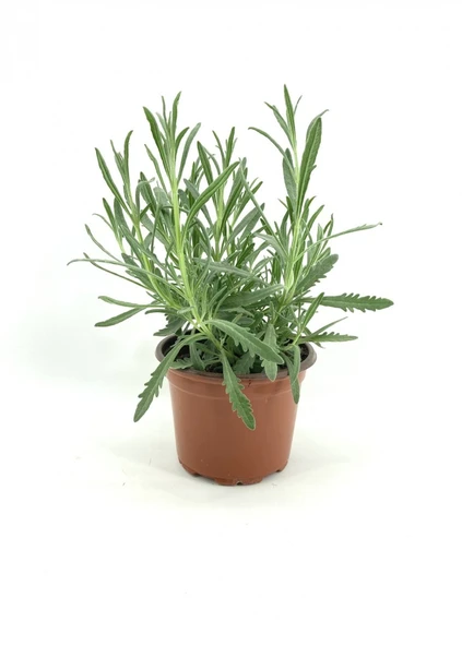 Lavanta Fidesi Fidanı 10-20 cm - 4