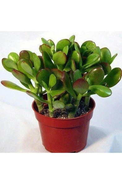 Crassula Ovata Para Çiçeği Para Ağacı Fidanı 10-20 cm