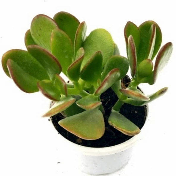 Para Çiçeği Fidanı Crassula Ovata Minor10-20 cm - 5