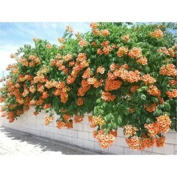 Trumpet Vine Acem Borusu Sarmaşığı Fidanı 40-60 cm - 2