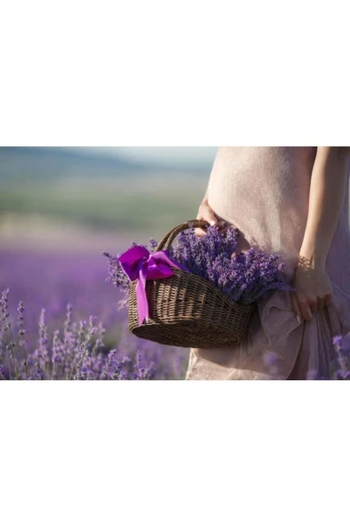 Naturel Doğal Kurutulmuş Lavanta Demeti 40-50 Cm 5 Adet - 3